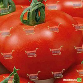 Шеннон F1 насіння томату індет. (Bayer Nunhems)