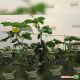 Велокс F1 насіння огірка партенокарпічного (Nunhems)