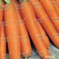 Балтимор F1 семена моркови Берликум PR (1,6-1,8 мм) (Bejo)