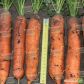 Балтимор F1 семена моркови Берликум PR (2,2-2,4 мм) (Bejo)