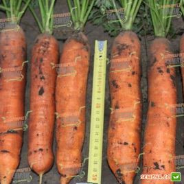 Балтимор F1 семена моркови Берликум PR (2,2-2,4 мм) (Bejo)