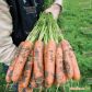 Балтімор F1 (1,8-2,0мм) насіння моркви (Bejo)