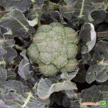 Батавия F1 семена капусты брокколи ранней 65 дн. 1-1,2 кг (Bejo)