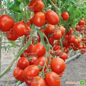 томат бенито f1 характеристика и описание сорта фото отзывы