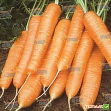 Берлин F1 семена моркови Берликум PR (2,0-2,2 мм) (Bejo)
