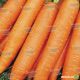 Берлін F1 насіння моркви Берлікум PR (1,6-1,8 мм) (Bejo)