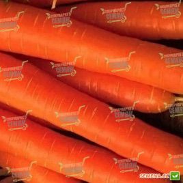 Бермуда F1 семена моркови Нантес/Берликум среднеранней 104 дн. (Bejo)
