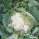 Фарго F1 семена капусты цветной средней 90-92 дн. 1,5-2,5 кг бел. (Bejo)
