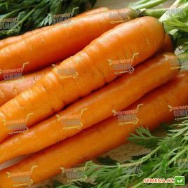 Канада F1 (2,0-2,2мм) семена моркови Шантане поздней 120-135 дн. (Bejo)