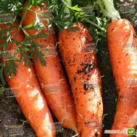 Канада F1 (1,6-1,8мм) семена моркови Шантане поздней 120-135 дн. (Bejo)