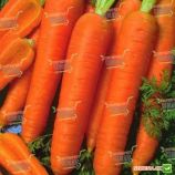 Канада F1 семена моркови Шантане (1,8-2,0 мм) PR (Bejo)