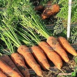 Канада F1 (2,2-2,4мм) семена моркови Шантане поздней 120-135 дн. (Bejo)