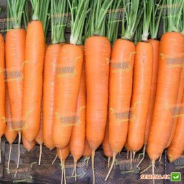 Кантербюри F1 семена моркови Шантане (1,6-1,8 мм) PR (Bejo)