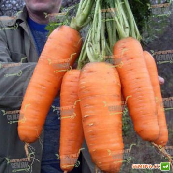 Кантербюри F1 семена моркови Шантане (1,8-2,0 мм) PR (Bejo)