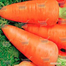 Кантербюри F1 семена моркови Шантане (2,0-2,2 мм) PR (Bejo)