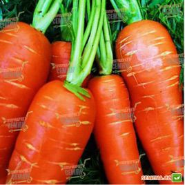 Кантербюри F1 семена моркови Шантане (2,2-2,4 мм) PR (Bejo)