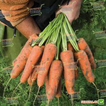 Кардиф F1 семена моркови Шантане PR (1,6-1,8 мм) (Bejo)