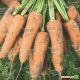Кардиф F1 семена моркови Шантане PR (2,0-2,2 мм) (Bejo)