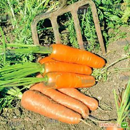 Кардиф F1 семена моркови Шантане PR (2,2-2,4 мм) (Bejo)