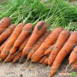 Карини семена моркови Шантане (Bejo)