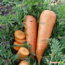 Каскад F1 (1,6-1,8мм) семена моркови Шантане ранней 95-120 дн. (Bejo)