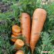 Каскад F1 семена моркови Шантане PR (1,8-2,0 мм) (Bejo)