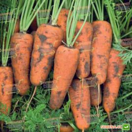 Каскад F1 семена моркови Шантане (палетов) (Bejo)