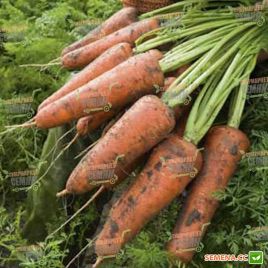Кордоба F1 семена моркови PR Шантане (2,0-2,2 мм) (Bejo)