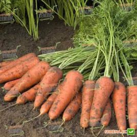Купар F1 семена моркови PR Шантане (1,6-1,8 мм) (Bejo)