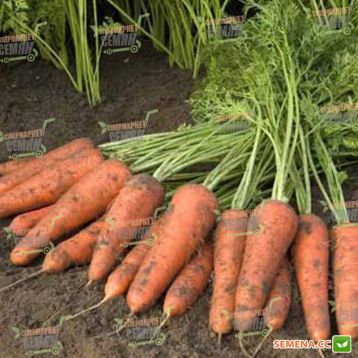 Купар F1 семена моркови Шантане PR (2,2-2,4 мм) (Bejo)