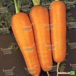 Курасао F1 семена моркови Шантане 105 дн. (Bejo)