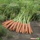 Наполи F1 семена моркови Нантес (1,6-1,8 мм) PR (Bejo)