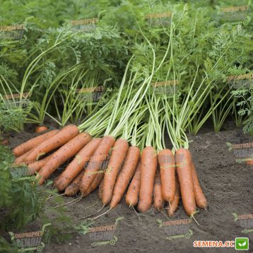 Наполи F1 семена моркови Нантес (1,6-1,8 мм) PR (Bejo)