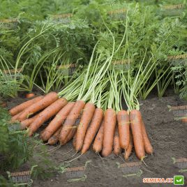 Наполи F1 семена моркови Нантес (1,8-2,0 мм) PR (Bejo)
