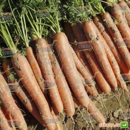 Нарбонне F1 семена моркови Нантес PR (1,6-1,8 мм) (Bejo)