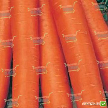 Навал F1 насіння моркви Нантес (1,8-2,0 мм) (Bejo)