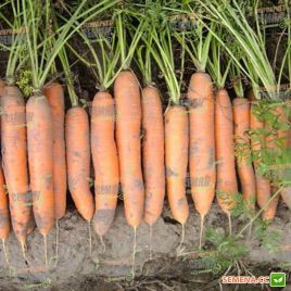 Нерак F1 семена моркови Нантес PR (1,6-1,8 мм) (Bejo)