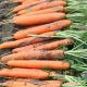 Нерак F1 (2,0-2,2мм) семена моркови Нантес поздней 130 дн. (Bejo)