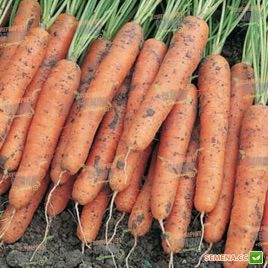 Ниагара F1 семена моркови Нантес / Берликум (2,2 - 2,4 мм) (Bejo)