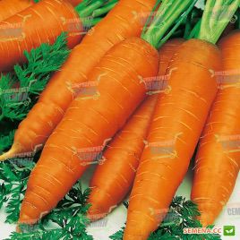 Ніланд F1 насіння моркви Нантес (1,6 - 1,8 мм) (Bejo)