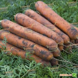 Номінатор F1 насіння моркви Нантес (1,6-1,8 мм) (Bejo)