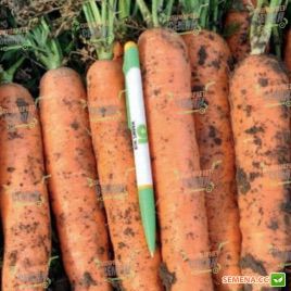 Норвалк F1 насіння моркви Нантес (1,6 - 1,8 мм) (Bejo)