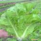 Баціо насіння салату тип Ромен дражоване (Enza Zaden)