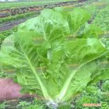 Баціо насіння салату тип Ромен дражоване (Enza Zaden)