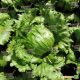 Кларист Organic семена салата тип Айсберг (Enza Zaden/Vitalis)