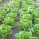 Корбана Organic насіння салату тип Ромен (Enza Zaden/Vitalis)