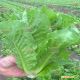 Корбана Organic насіння салату тип Ромен (Enza Zaden/Vitalis)