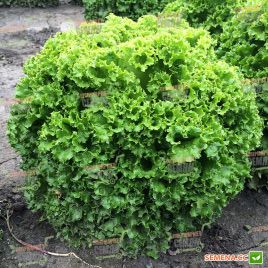 Ілема Organic насіння салату тип Лолло Біонда дражоване (Enza Zaden/Vitalis)