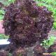 Лея семена салата тип Лолло Росса темно-красн. дражированные (Enza Zaden)
