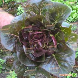 Овиред Organic семена салата тип Ромен (Enza Zaden/Vitalis)